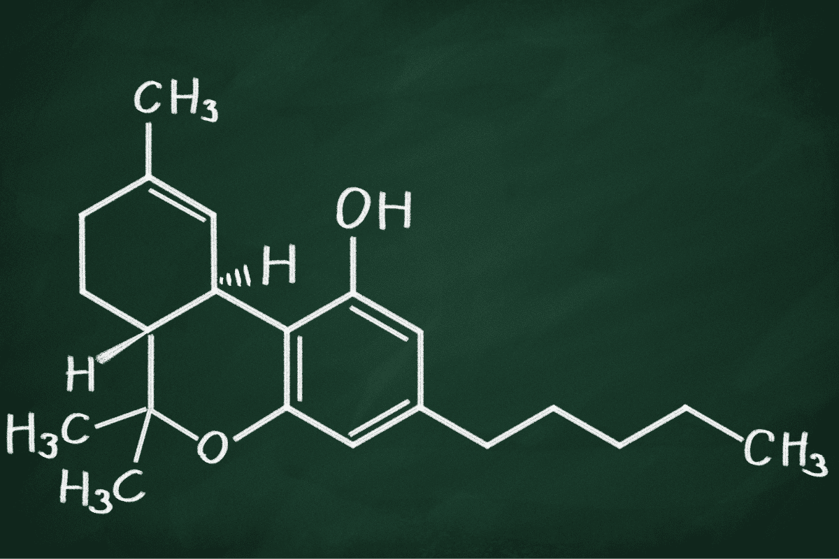 Featured Strain Girl Scout Cookies Cloud 8 Delta 8